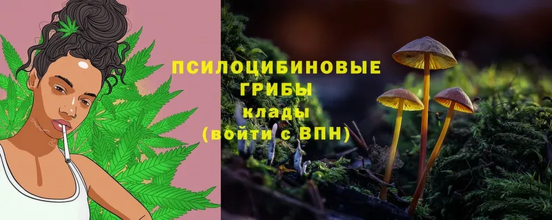 Галлюциногенные грибы Cubensis  Кольчугино 